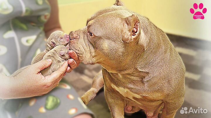 Американский Булли два щенка