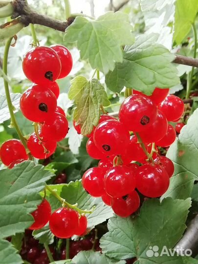 Смородина красная и чёрная, крыжовник