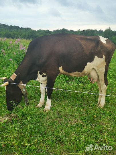 Корова первотелка. Нетель