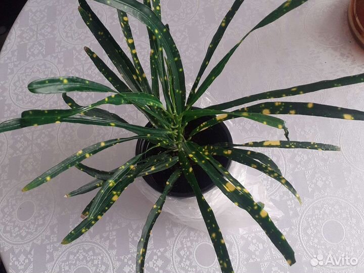 Кротон узколистный Укорененный отросток