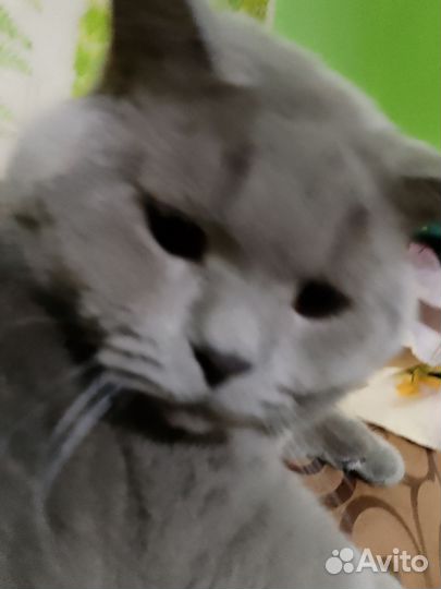 Британский кот