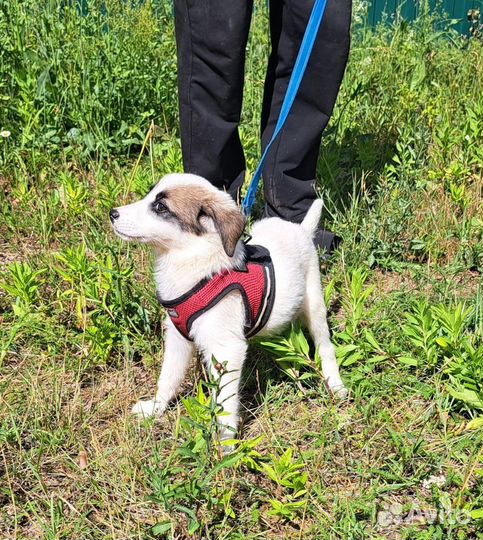 Счастье в вашем доме