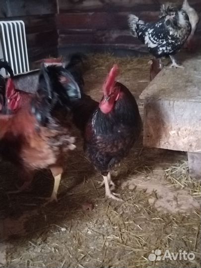 Продаю петушков Кучинских