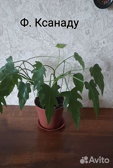 Филодендроны (Ксанаду, Джангл Буги)