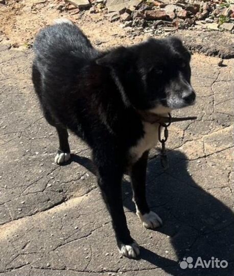 Собака в добрые руки