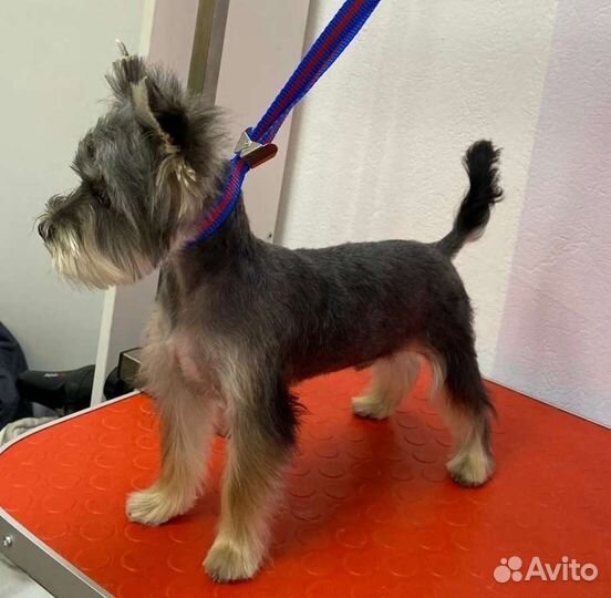 Стрижка животных, сеть салонов, рядом с домом