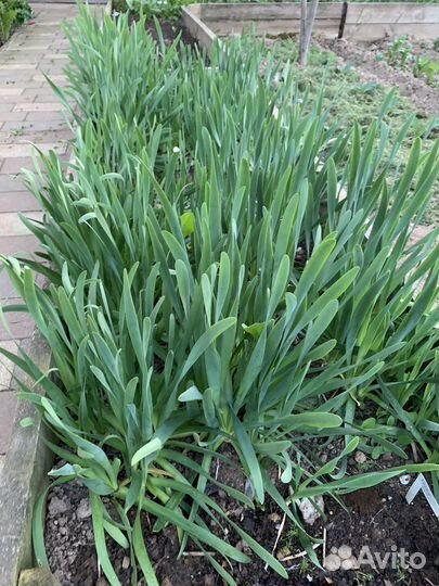 Лук многоярусный, лук слизун