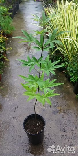 Витекс священный