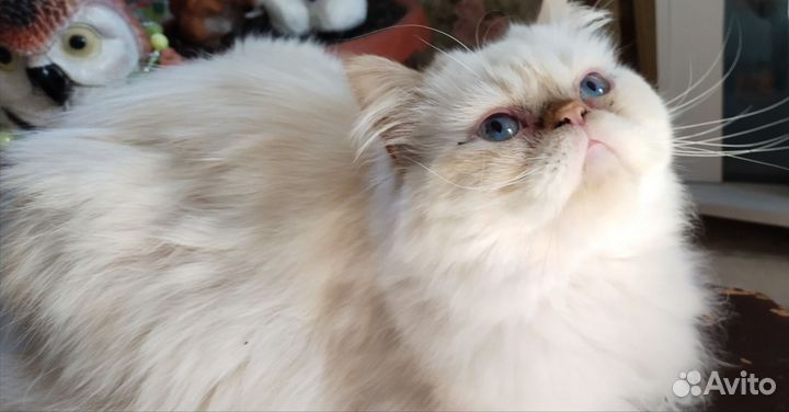 Кот экзотический