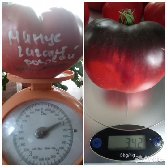 Семена коллекционных сортов томатов