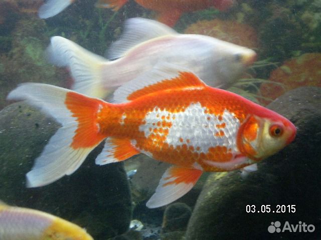 Декоративная Золотая рыба Комета