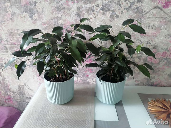 Беджаминчики