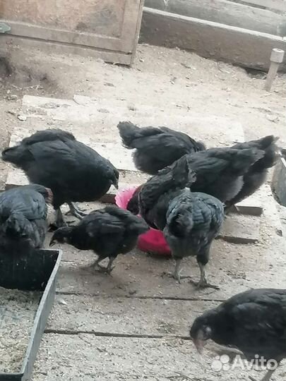 Куры петухи