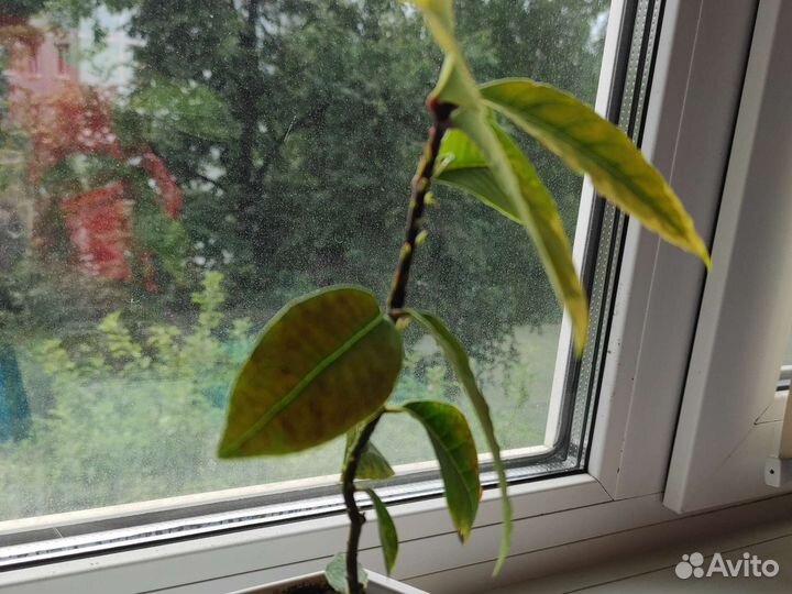 Лавровый лист комнатное растение