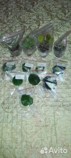 Листочки сортовых фиалок. Соберу наборы новичка