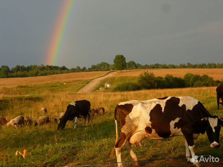 Электропатсух для коров