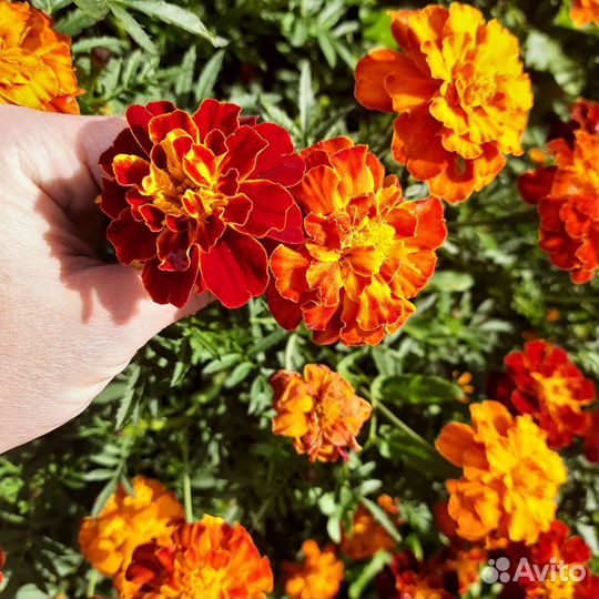 Бархотки семена