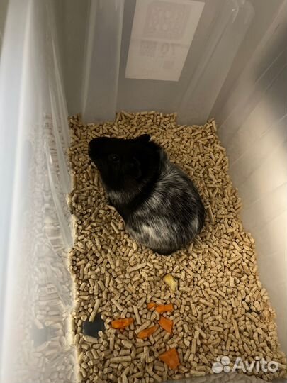 Отдам: Морская свинка мальчик