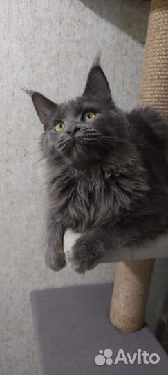 Котята мейнкуна