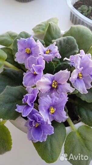 Фиалка в горшках