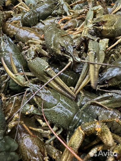 Волжские раки