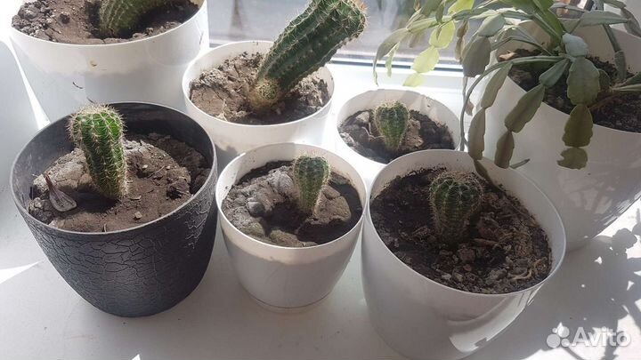 Комнатные растения