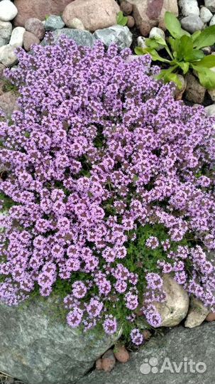 Продам много растений