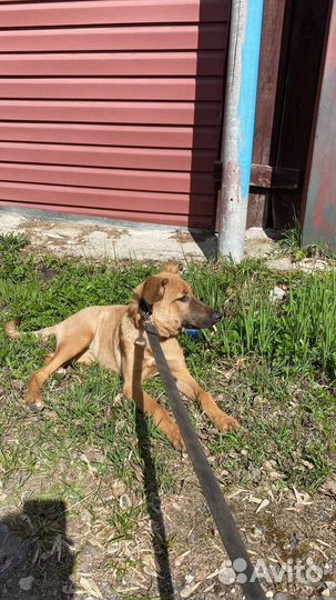 Щенок в хорошие руки