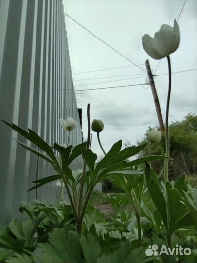 Анемона, ветреница лесная