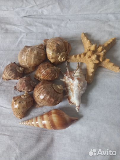 Морские раковины и звезда