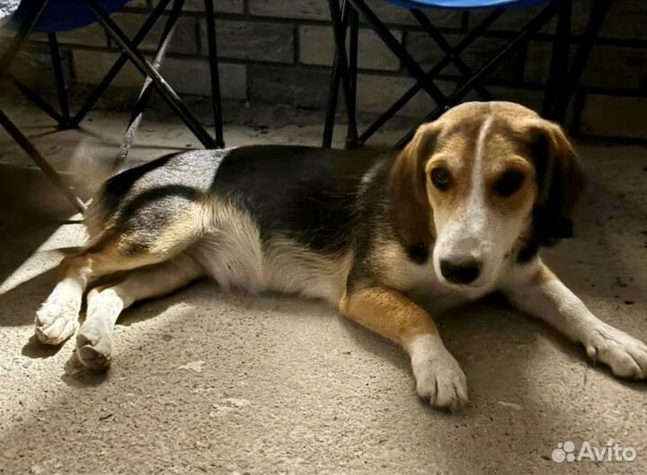 Тося щенок ждёт любящие руки