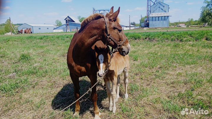 Кобыла с жеребенком