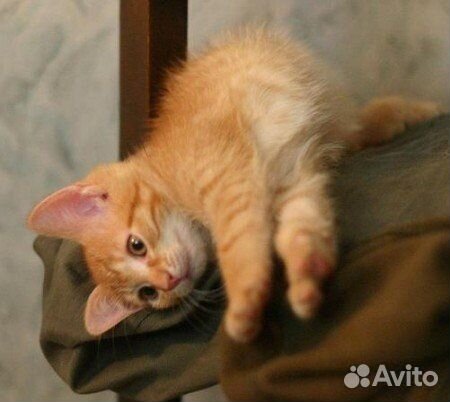 Рыжий котенок