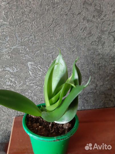 Сансеверия