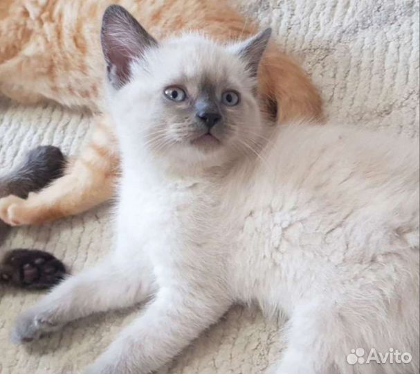 Шотландские вислоухие и прямоухие котята, тайские