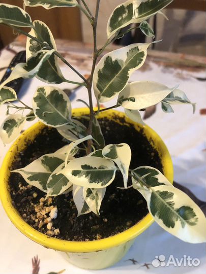 Фикус бенджамина пестролистный