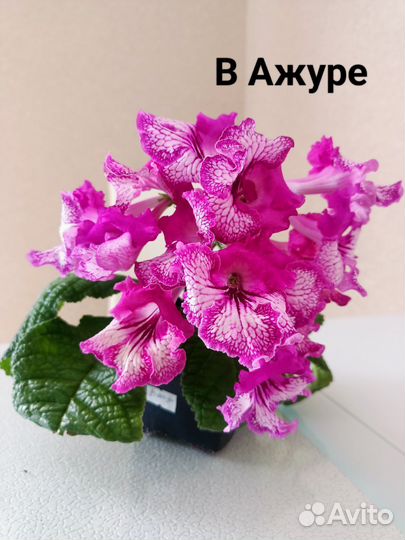 Стрептокарпусы