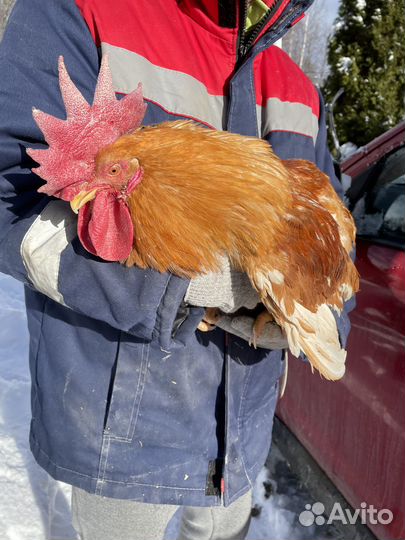 Инкубационное яйцо мехеленской кукушки и минимясны