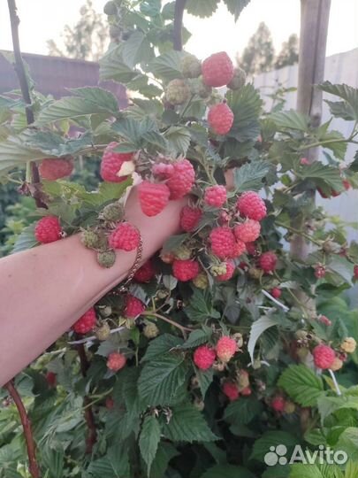 Саженцы гигантской малины