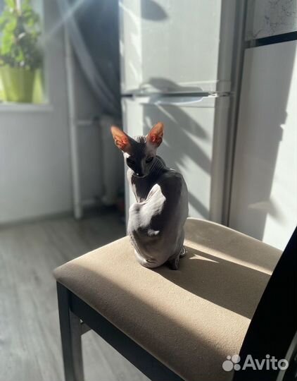 Донской сфинкс кот