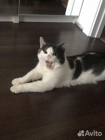 Передержка собак кошек в домашних условиях