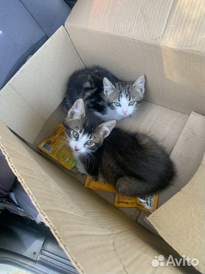 Котята в добрые руки