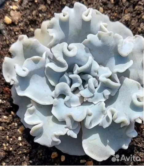 Суккуленты редких сортов