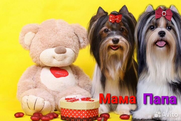 Вязка с документами(есть щенки)