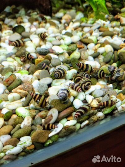 Улитка Хелена