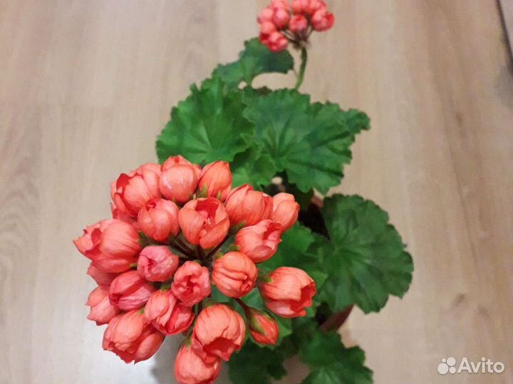 Герань пеларгония пионовидная