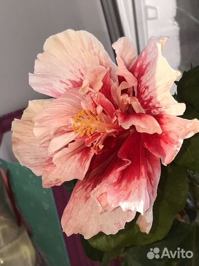 Сортовые гибискусы