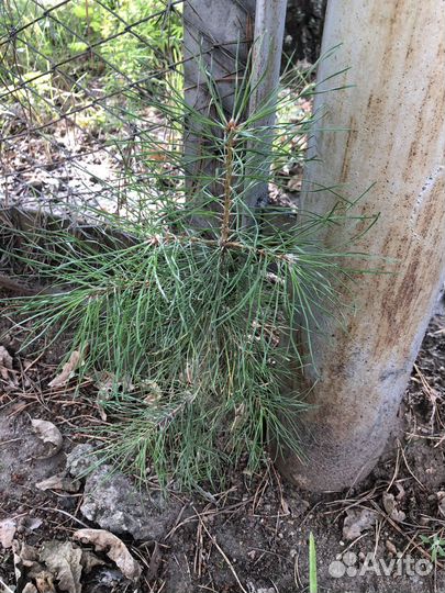 Сосна саженцы