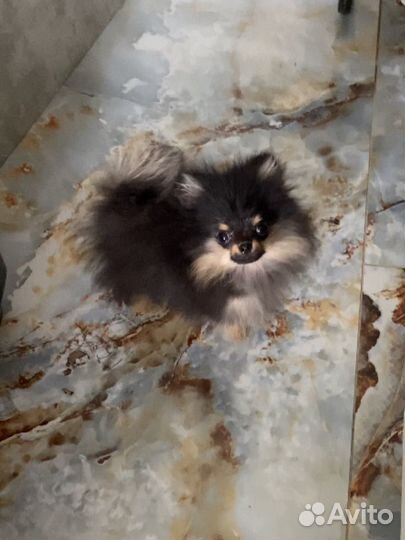 Шпиц мини невероятной красоты кукла ч/п (мальчик )