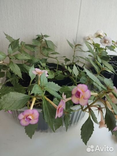 Ахименес tropical dusk